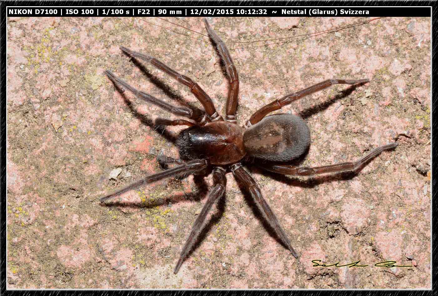 Amaurobius ferox - Netstal (Glarus), Svizzera